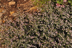Ceanothus arcuatus