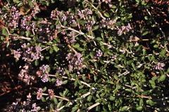 Ceanothus arcuatus
