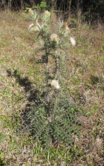 Cirsium horridulum