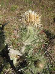 Cirsium horridulum