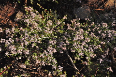 Ceanothus arcuatus