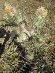 Cirsium horridulum