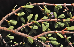 Ceanothus arcuatus