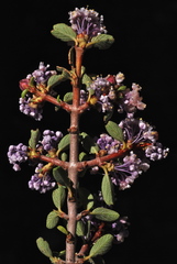 Ceanothus arcuatus