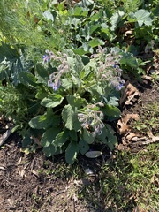 Borago