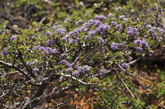 Ceanothus arcuatus