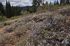 Ceanothus arcuatus