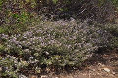 Ceanothus arcuatus