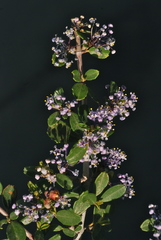 Ceanothus arcuatus