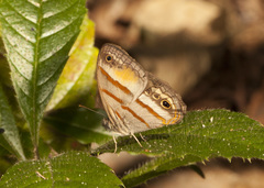 Cissia pseudoconfusa