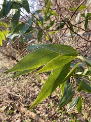 Quercus myrsinifolia