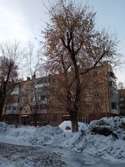 Acer negundo