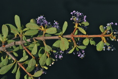 Ceanothus arcuatus