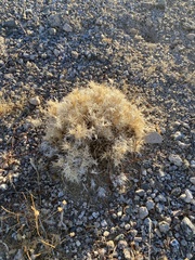 Dasyochloa pulchella