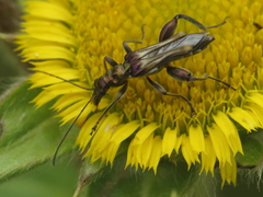 Oedemera basalis