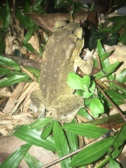 Duttaphrynus melanostictus