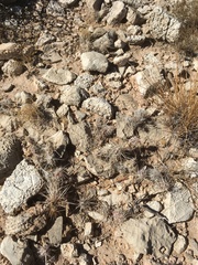 Grusonia grahamii