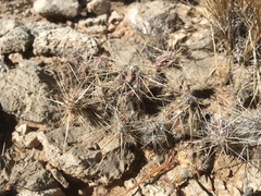 Grusonia grahamii
