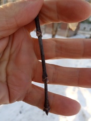 Acer negundo