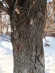 Acer negundo