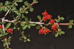 Ceanothus arcuatus