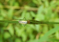Leucauge levanderi