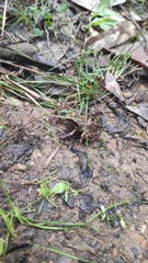 Pristimantis thectopternus