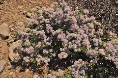 Ceanothus arcuatus
