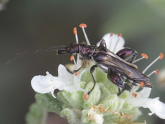Oedemera basalis