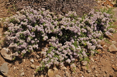 Ceanothus arcuatus
