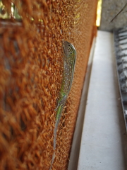 Cnemidophorus gramivagus