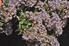 Ceanothus arcuatus