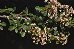 Ceanothus arcuatus