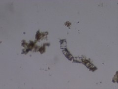 Coscinodiscophycidae