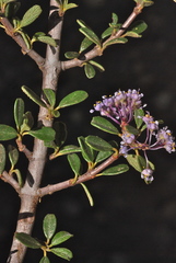 Ceanothus arcuatus