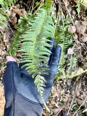Polystichum tripteron