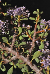 Ceanothus arcuatus