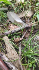 Pristimantis thectopternus