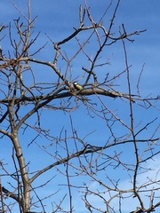 Parus major
