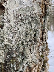 Punctelia appalachensis