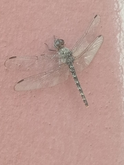 Bradinopyga strachani