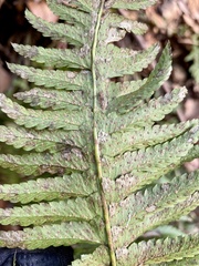 Polystichum tripteron
