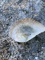 Pododesmus macrochisma