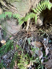 Polystichum tripteron