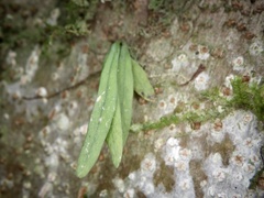 Lepisorus thunbergianus