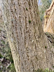 Juglans ailantifolia