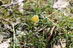 Narcissus bulbocodium graellsii