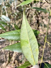 Quercus salicina