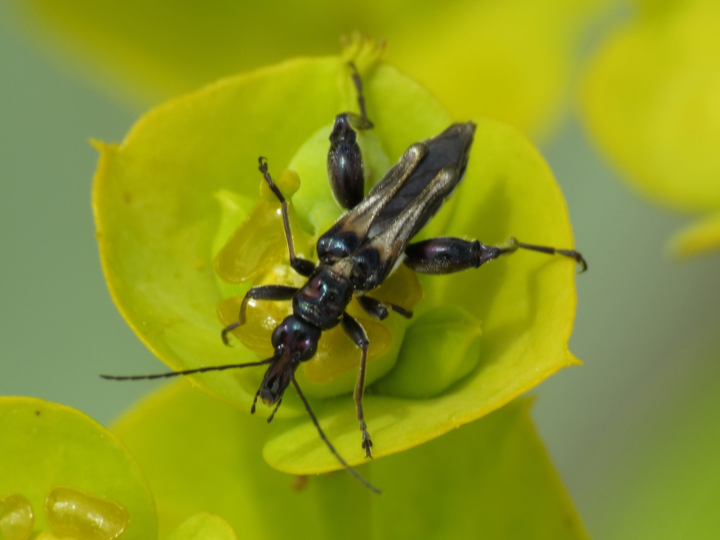 Oedemera basalis