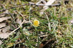 Narcissus bulbocodium graellsii